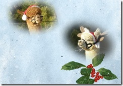 Happy Holidays from Horse Mountain Alpacas